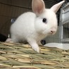 コウキ　うさぎ好き！