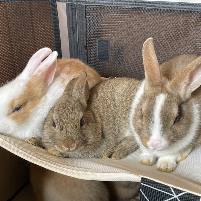 コウキ　うさぎ好き！のカバー写真