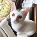 美猫な白三毛リリコちゃん