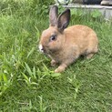 ミニウサギ生後2ヶ月！！健康体です！