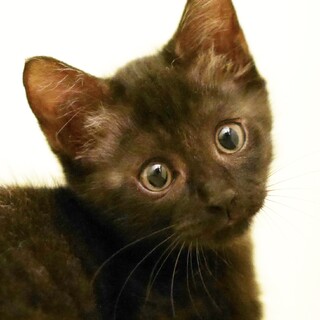 2ヶ月黒猫君！フワフワの甘えん坊