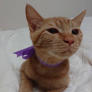 人気茶トラまだまだやんちゃさん！