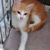 助けてください！馴れ馴れ里親募集中　茶白 サムネイル3