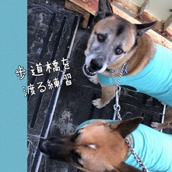Edワンコ＆Luluちゃん、歩道橋を渡る