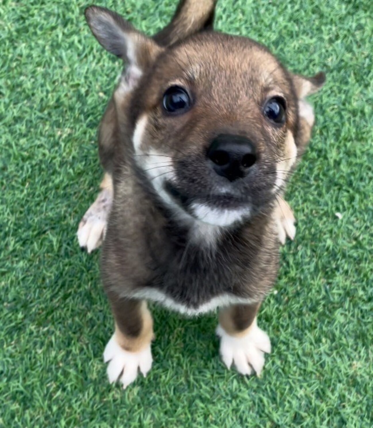 テテちゃん✨３ヶ月の女の子 サムネイル1