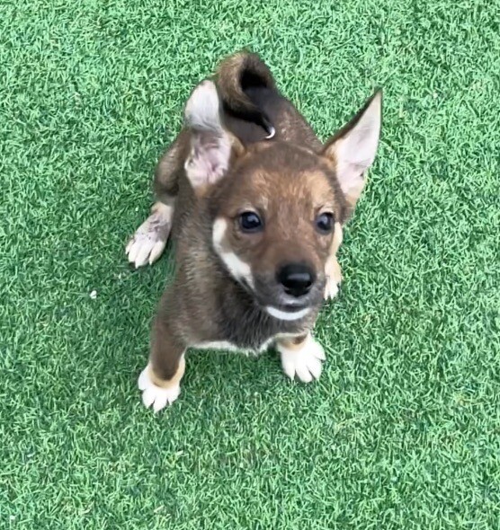 テテちゃん✨３ヶ月の女の子 サムネイル3