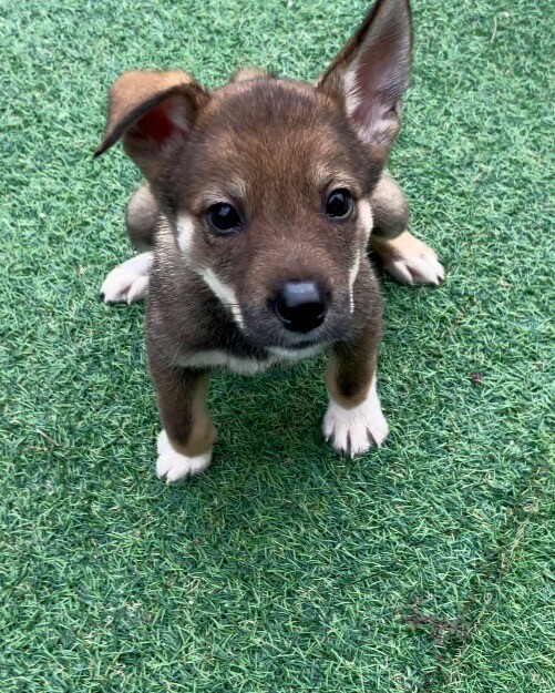 テテちゃん✨３ヶ月の女の子 サムネイル4