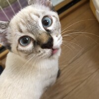うた