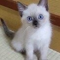 シャム風ブルーアイ甘えっ子のミラちゃん