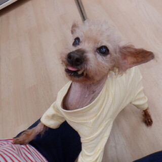 元気いっぱい甘ったれなプテラちゃん