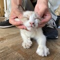 甘えん坊ラグドール系子猫