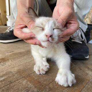 甘えん坊ラグドール系子猫