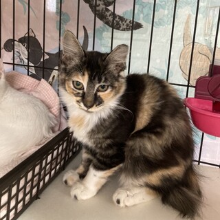 三毛長毛さんのナミちゃん