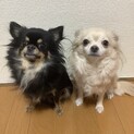 チワワの女の子