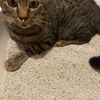 ツナ