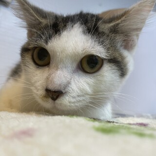 【小平市】おっとりしたキジ白の御堂筋くん