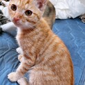 生後3~4ヶ月 子猫