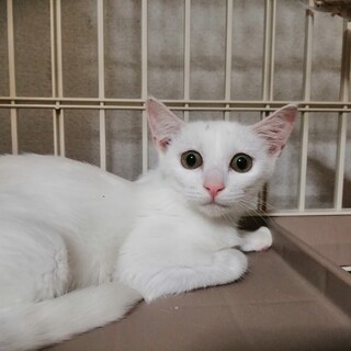 おとなしい女の子です