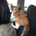 里親募集