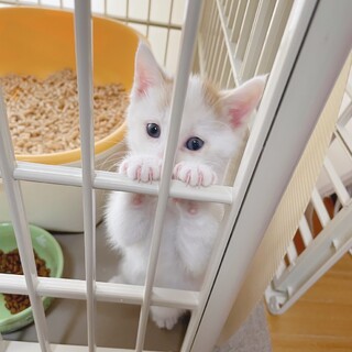 ぬいぐるみのような可愛さです(^^)