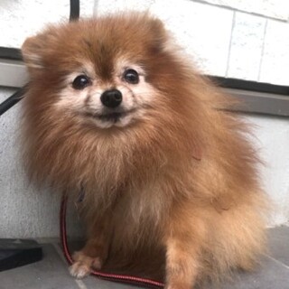 ポメラニアンのスコットくん