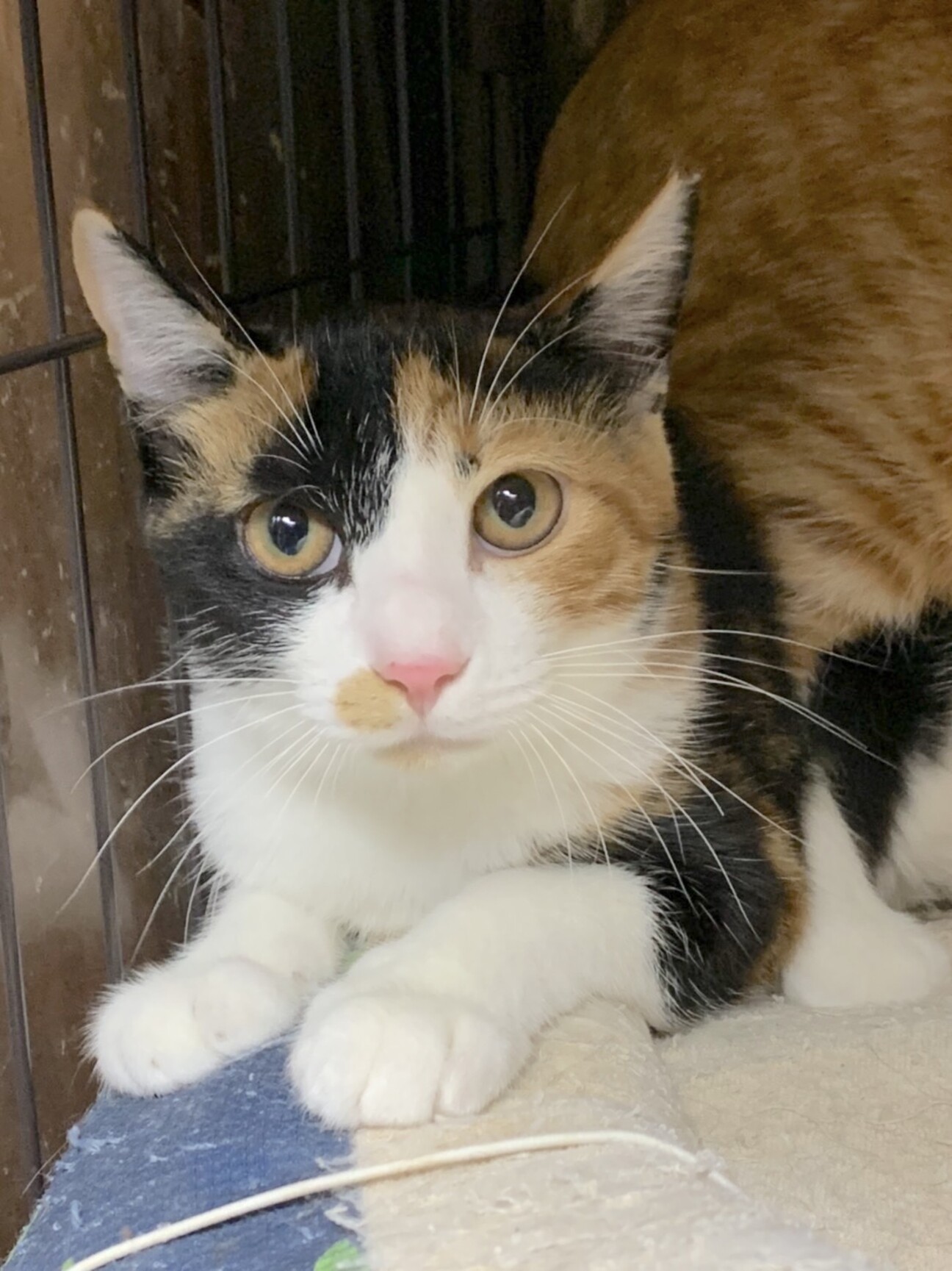 ミーちゃん おてんばお姫 東京都 猫の里親募集 3857 ペットのおうち 月間利用者150万人