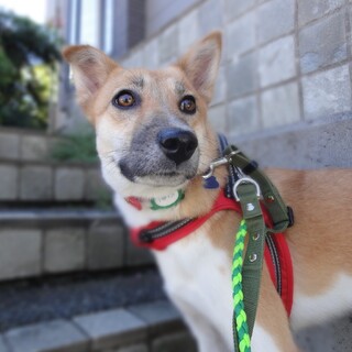 「ピノ」女の子