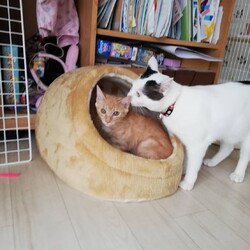 「家族ができた子猫たち♪」サムネイル2