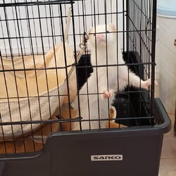 「家族ができた子猫たち♪」サムネイル3