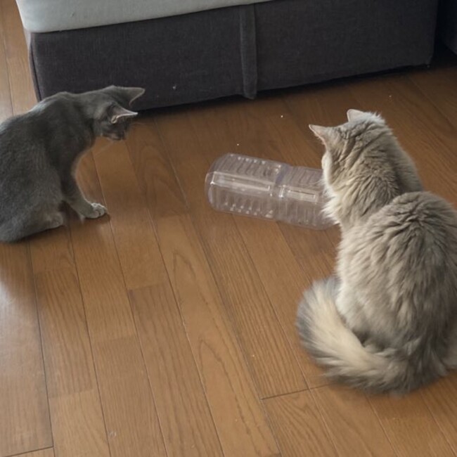 フジサクのカバー写真
