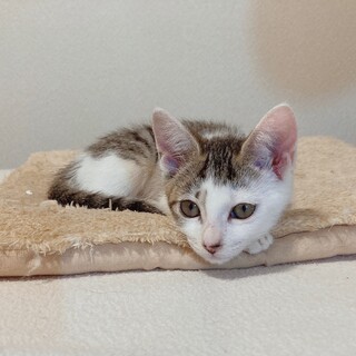 ☆小さくて可愛い～元気なキジ白の女の子です☆