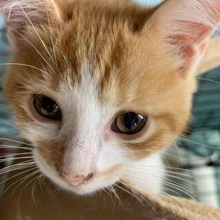 助けてください！子猫の里親募集中　茶白