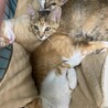 助けてください！子猫の里親募集中　茶白 サムネイル3