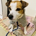 ジャックラッセルテリアの里親募集します。