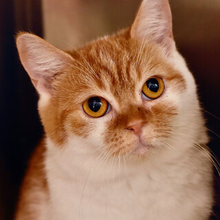 ブリティッシュショートヘアのヒズルちゃん