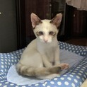 シャム系の美猫ちゃんです(避妊手術済み)