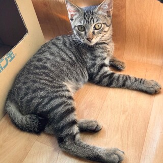 甘えん坊キジトラ　ふくちゃん