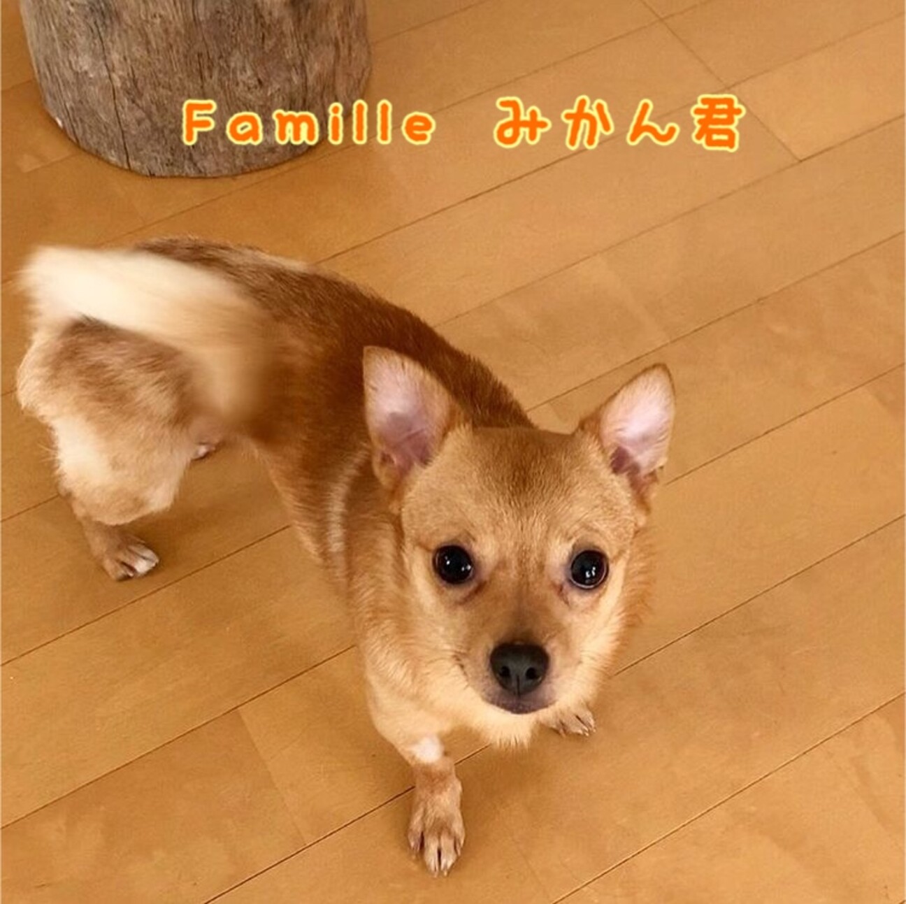 ポメチワ様 Marketingagricola Pt