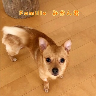 ポメチワMix みかんくん 里親様募集