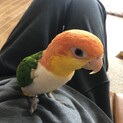 引っ越しの為
