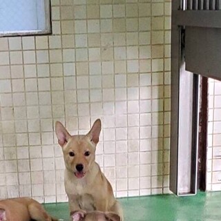 【里親決定】ありがとうございました！