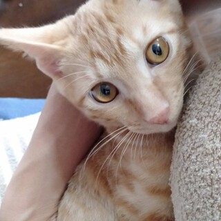 ジェンマ、里親さま決定！ありがとうございました♥️