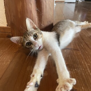 雑種の人が大好きなオス子猫！
