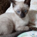 生後4か月のシャム猫　オス猫です