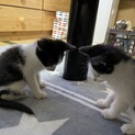 里親様募集!!!!!野良猫を保護しました。