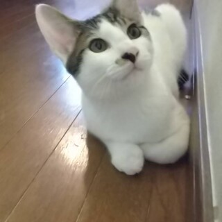 いぶき、里親さま決定！ありがとうございました♡