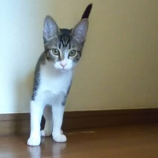 ひかり、里親さま決定！ありがとうございました♡