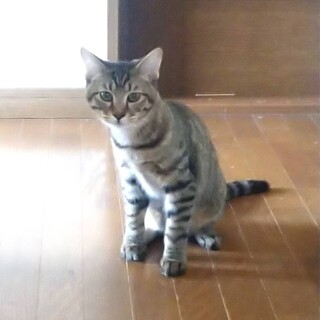 にしき、里親さま決定！ありがとうございました♥️