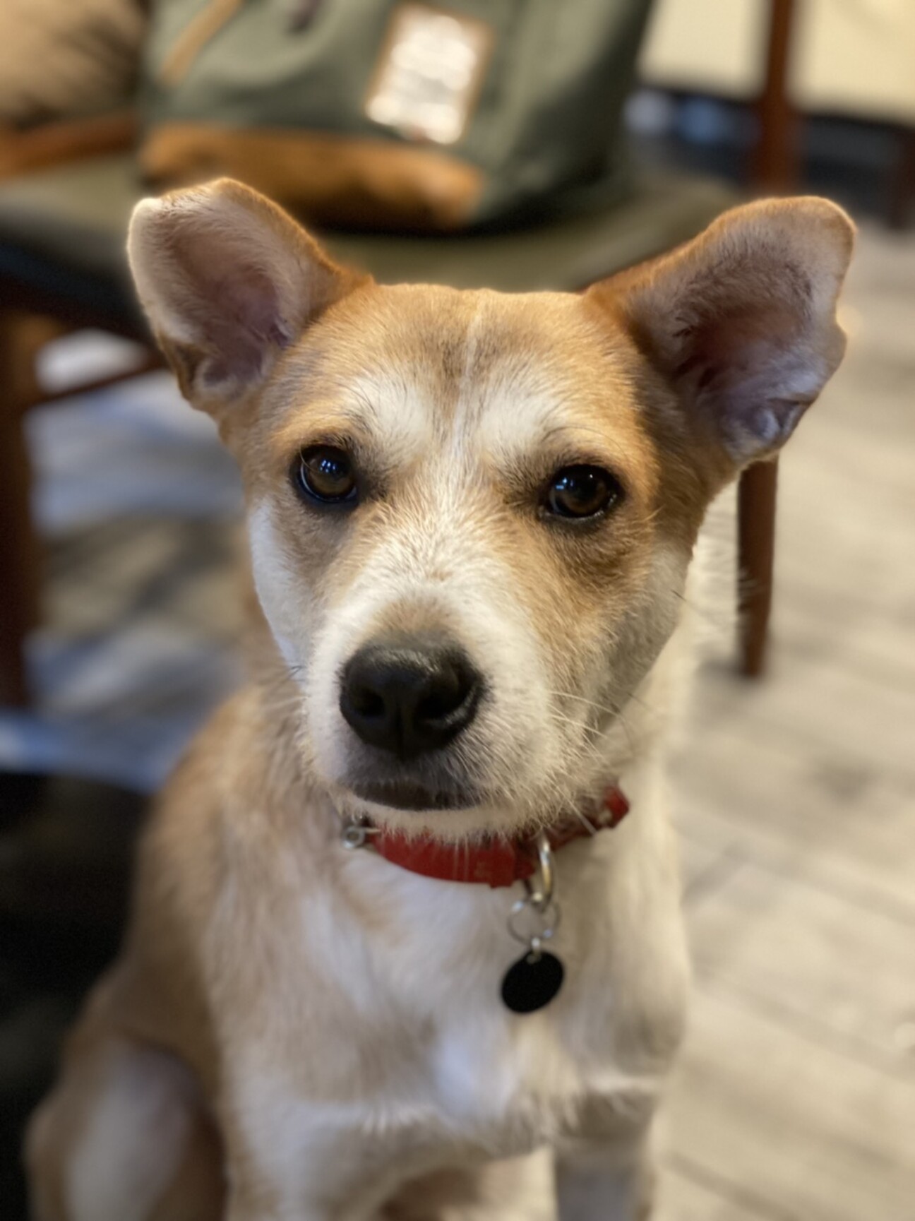 優しい男の子ハリーくん 東京都 犬の里親募集 ペットのおうち 月間利用者150万人