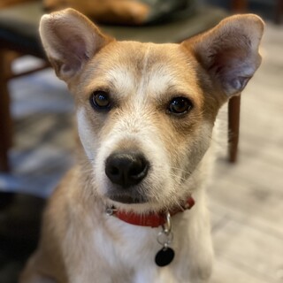 優しい男の子ハリーくん